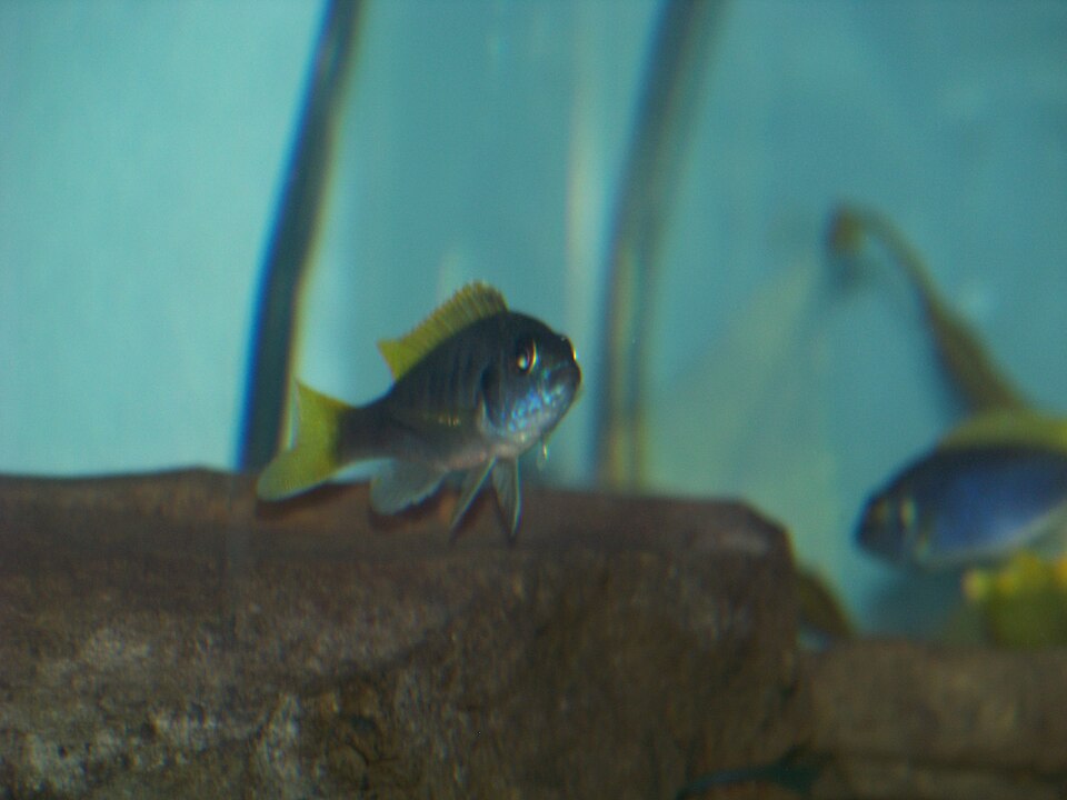 African Cichlid (Mbuna)