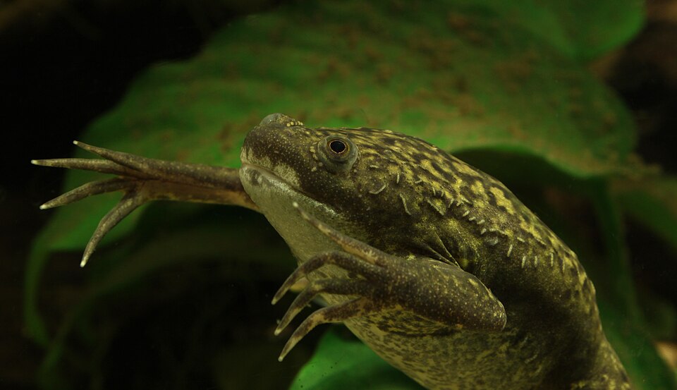 African Clawed Frog