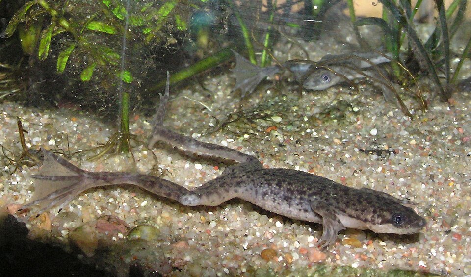 African Dwarf Frog