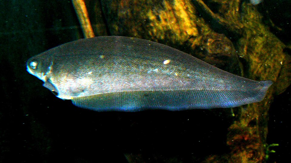 African Knife Fish