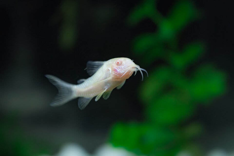 Albino Corydoras