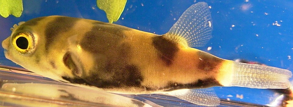 Amazon Puffer