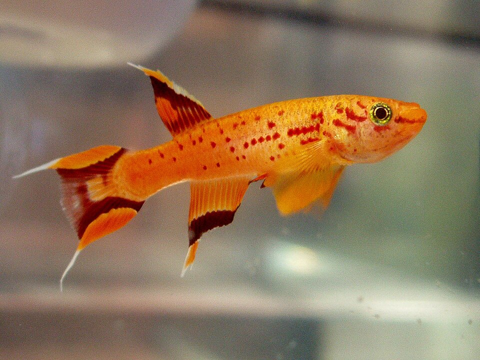 Aphyosemion Australe