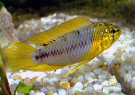 Apistogramma Borellii