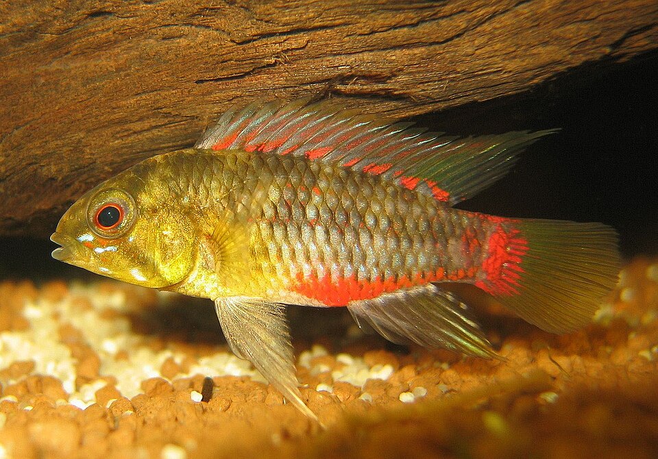 Apistogramma Hongsloi