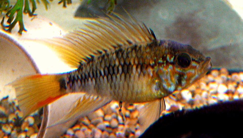 Apistogramma Macmasteri