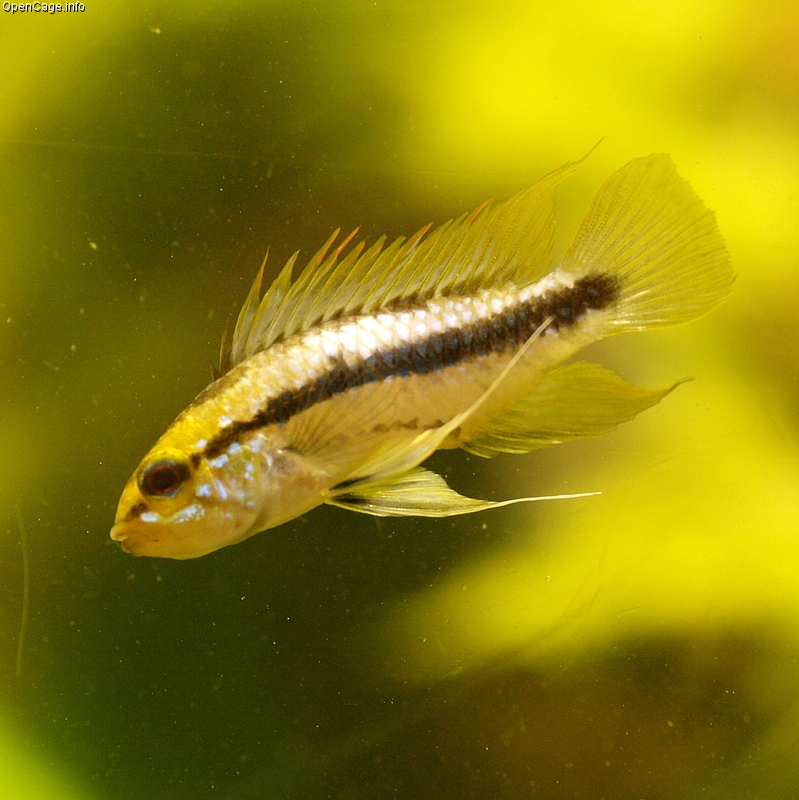 Apistogramma Trifasciata