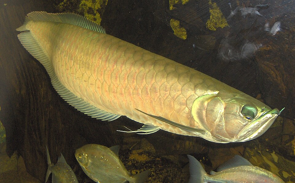 Arowana Silver