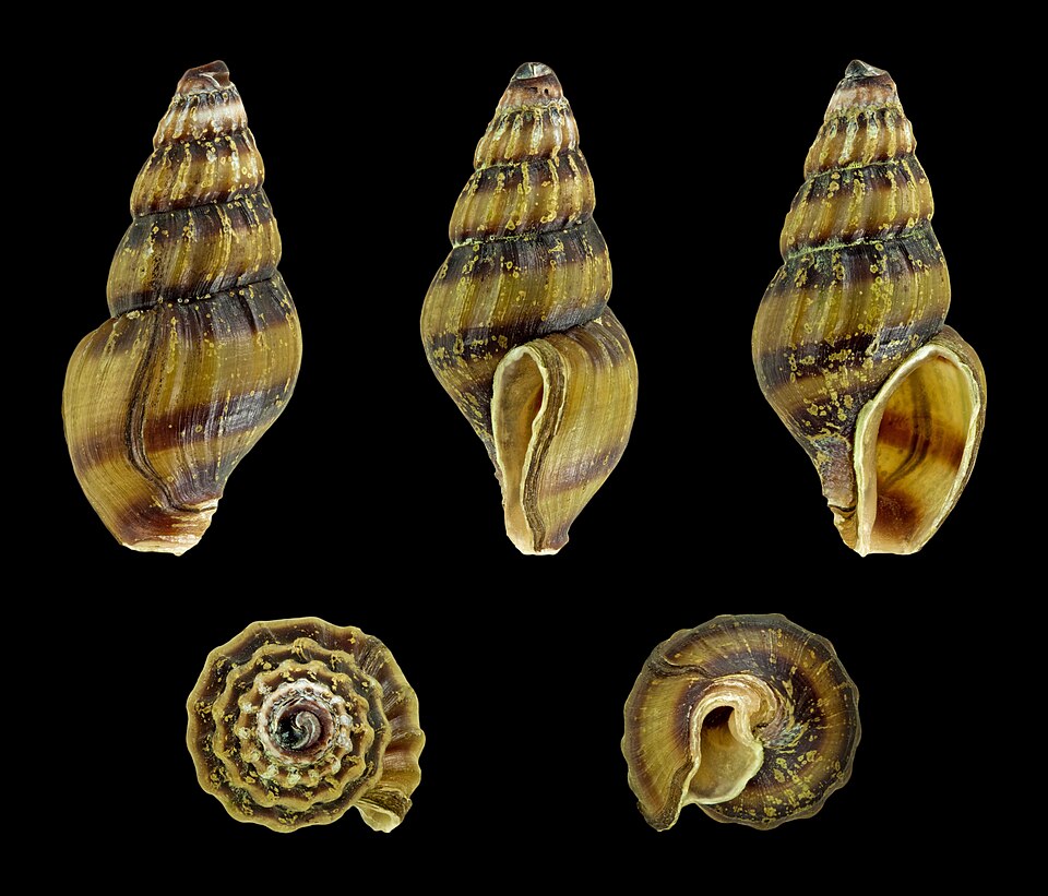 Assassin Snail