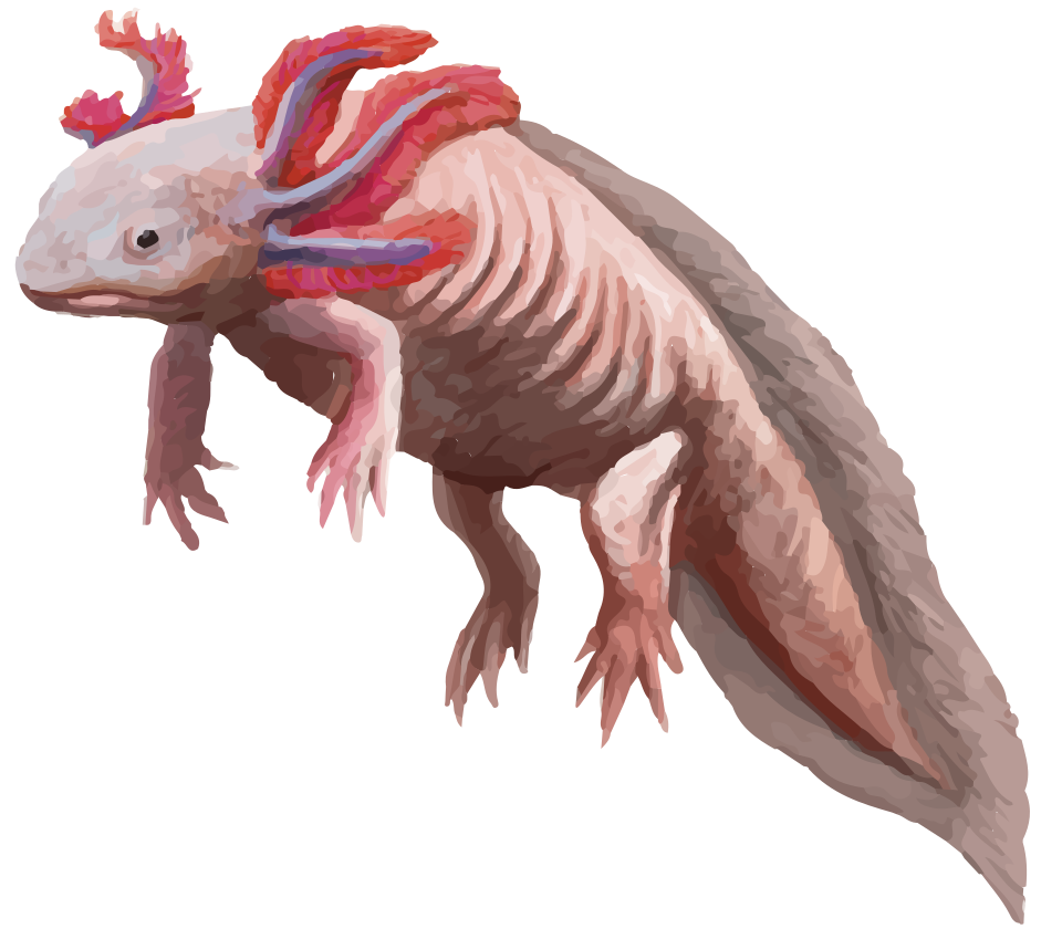 Axolotl