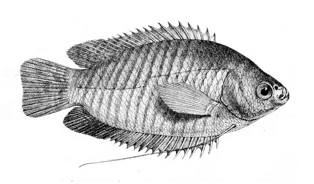Banded Gourami