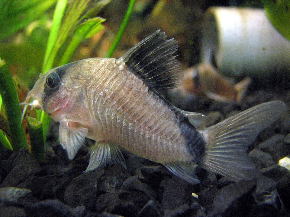 Bandit Corydoras