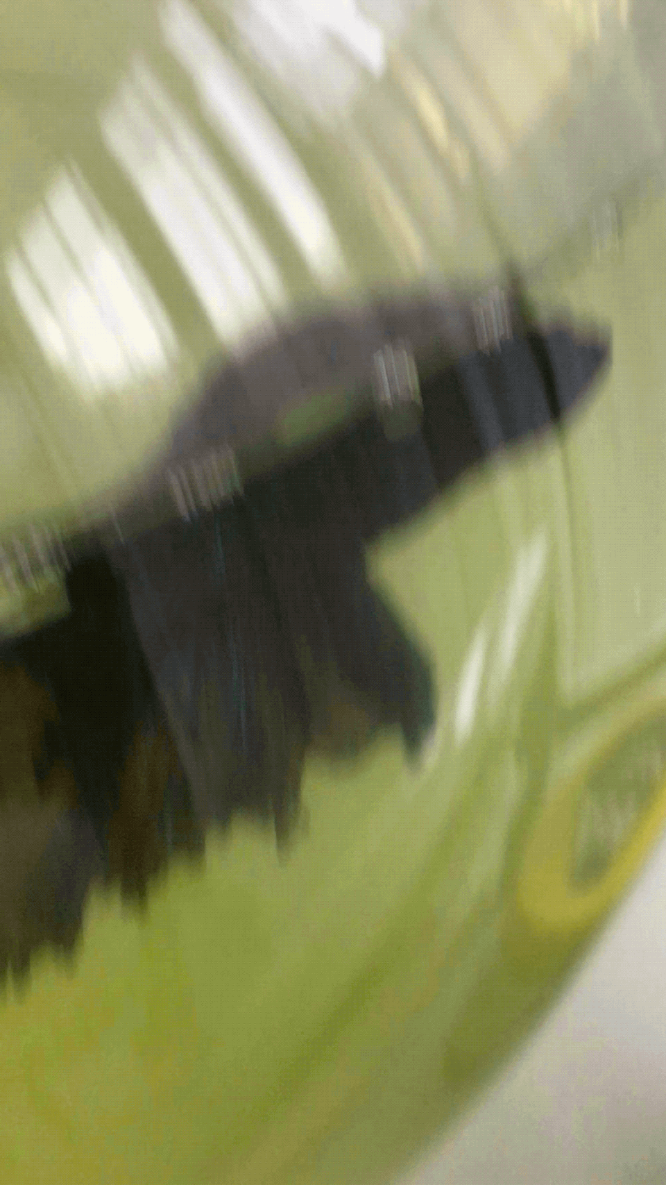 Betta Fish