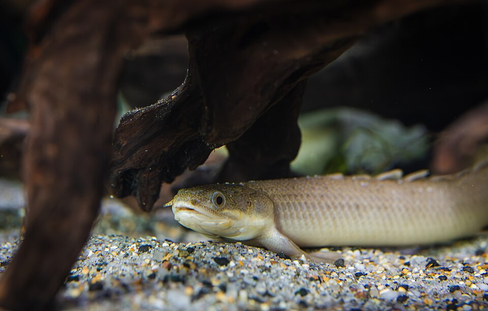 Bichir Senegal