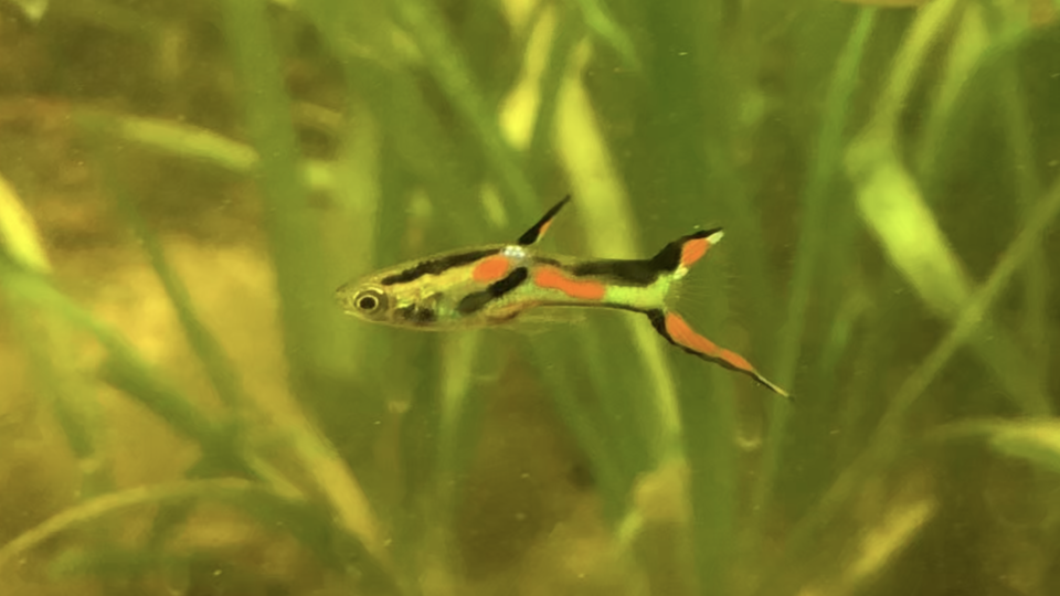 Black Bar Endler