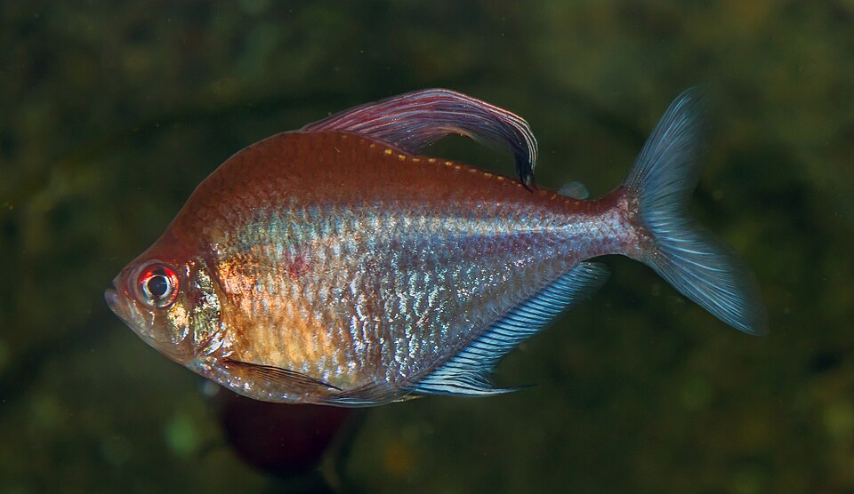 Bleeding Heart Tetra