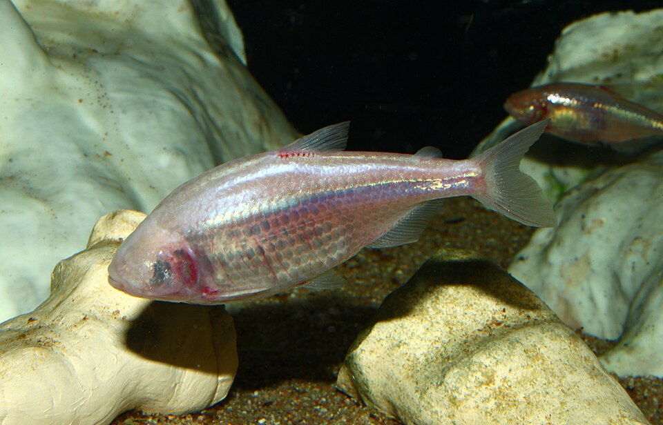 Blind Cave Tetra