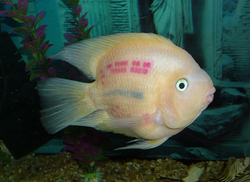 Blood Parrot Cichlid