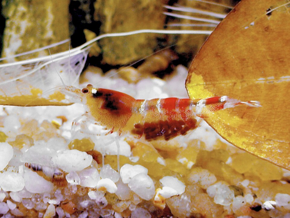 Blue Bolt Shrimp