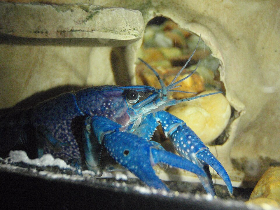 Blue Crayfish