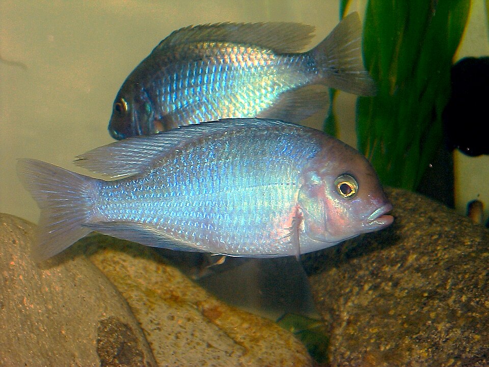 Blue Dolphin Cichlid