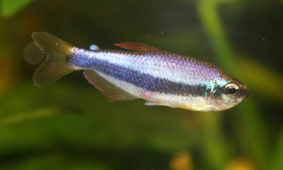 Blue Emperor Tetra
