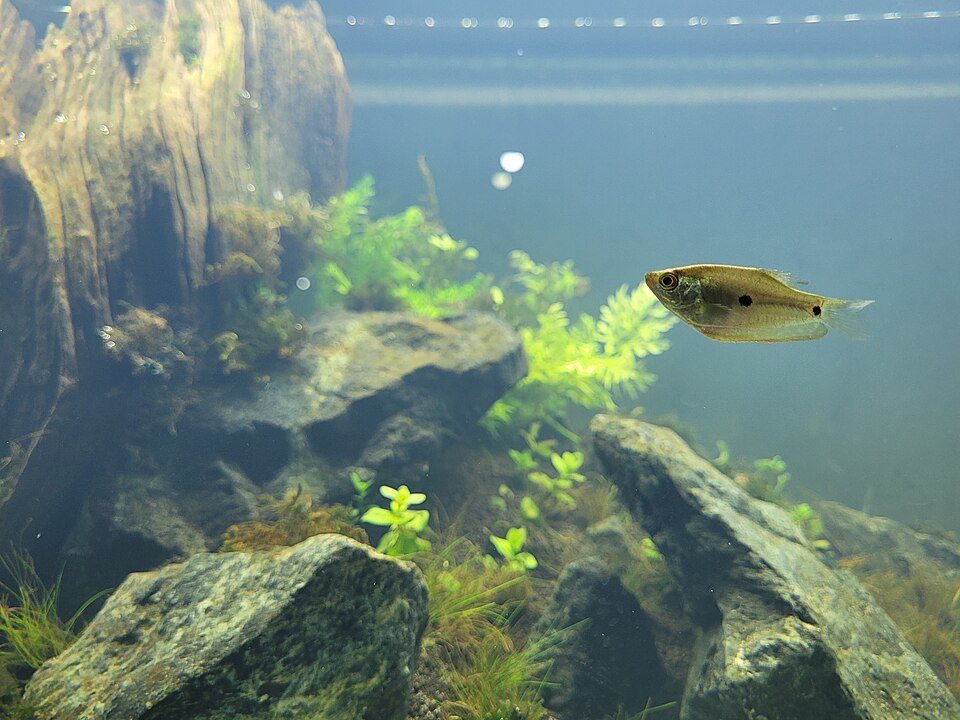 Blue Gourami