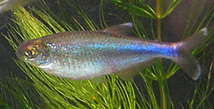Blue Tetra