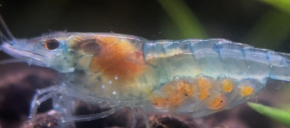 Blue Velvet Shrimp
