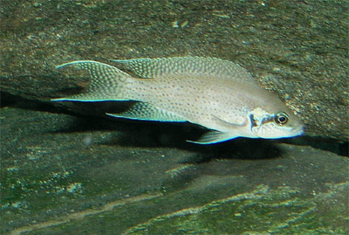 Brichardi Cichlid