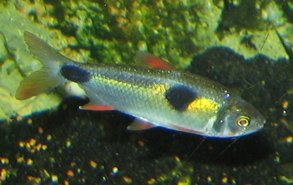 Bucktooth Tetra
