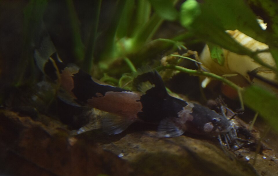 Bumblebee Catfish