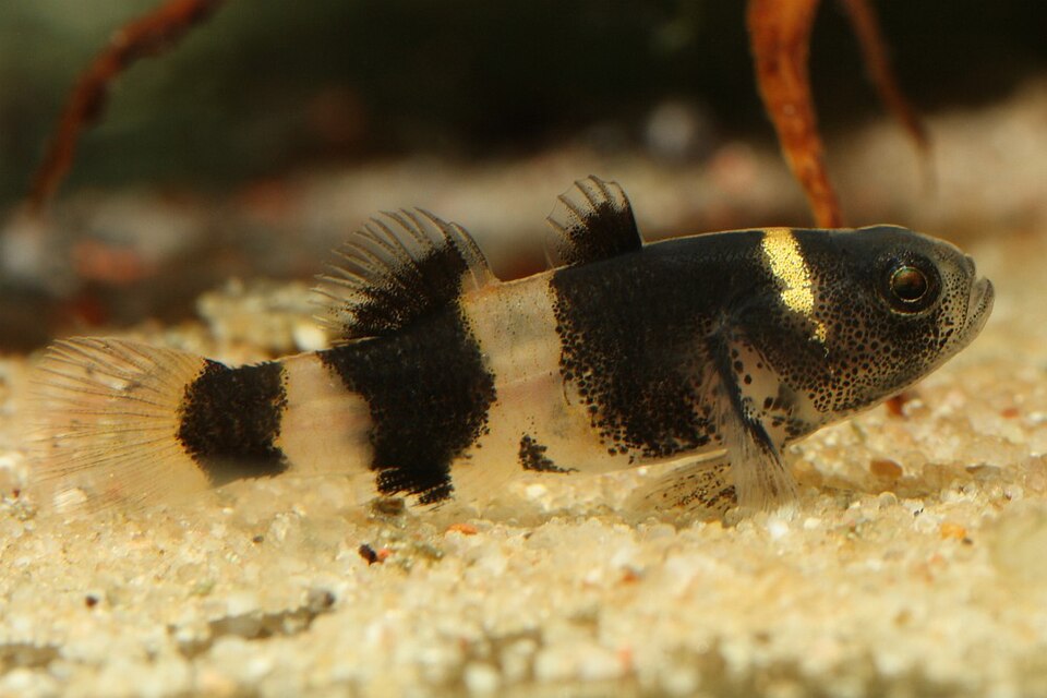 Bumblebee Goby