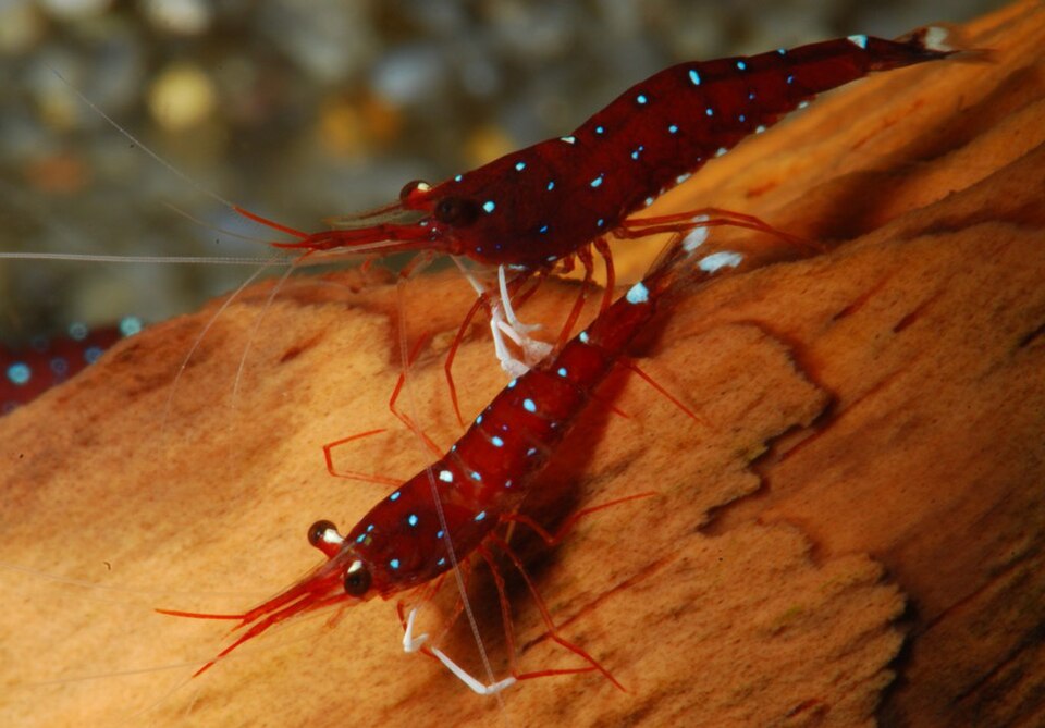 Cardinal Sulawesi Shrimp