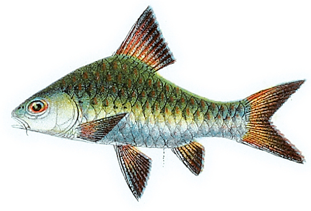 Checker Barb