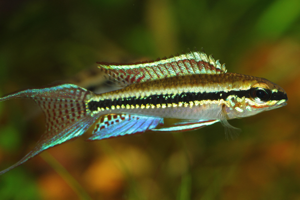 Checkerboard Cichlid