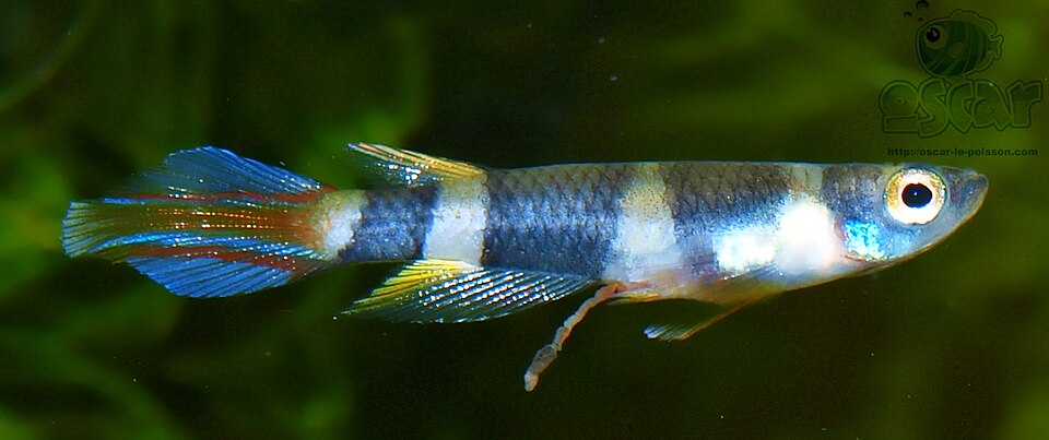 Clown Killifish