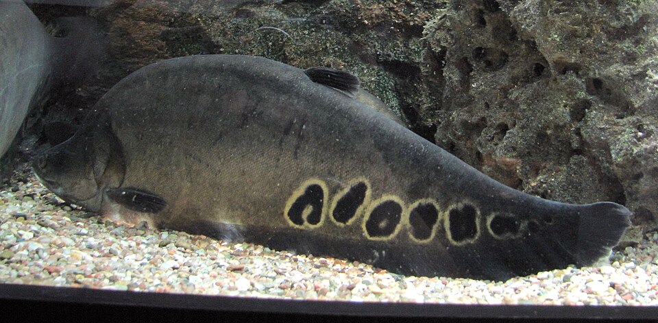 Clown Knife Fish