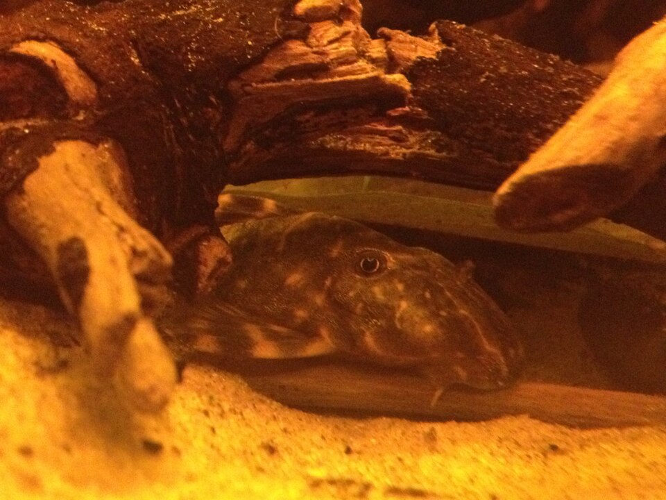 Clown Pleco