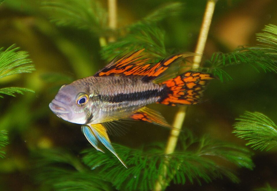 Cockatoo Cichlid Double Red