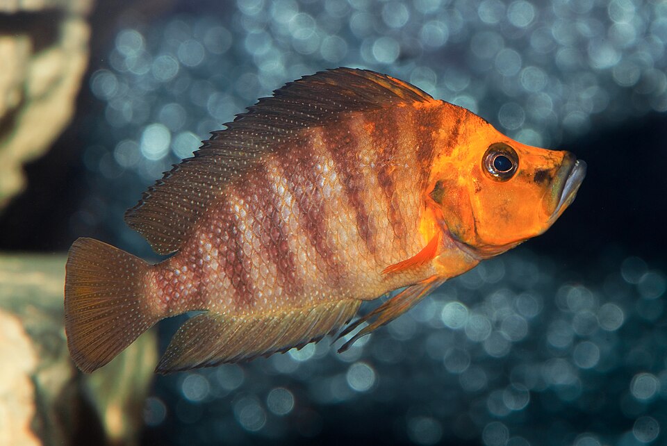 Compressiceps