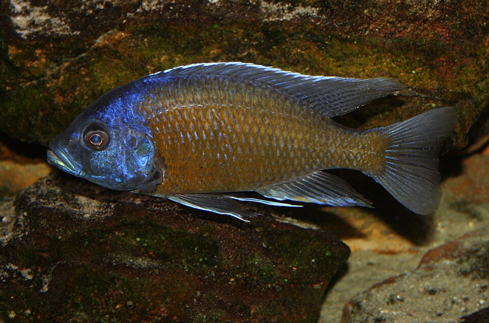 Copadichromis Borleyi