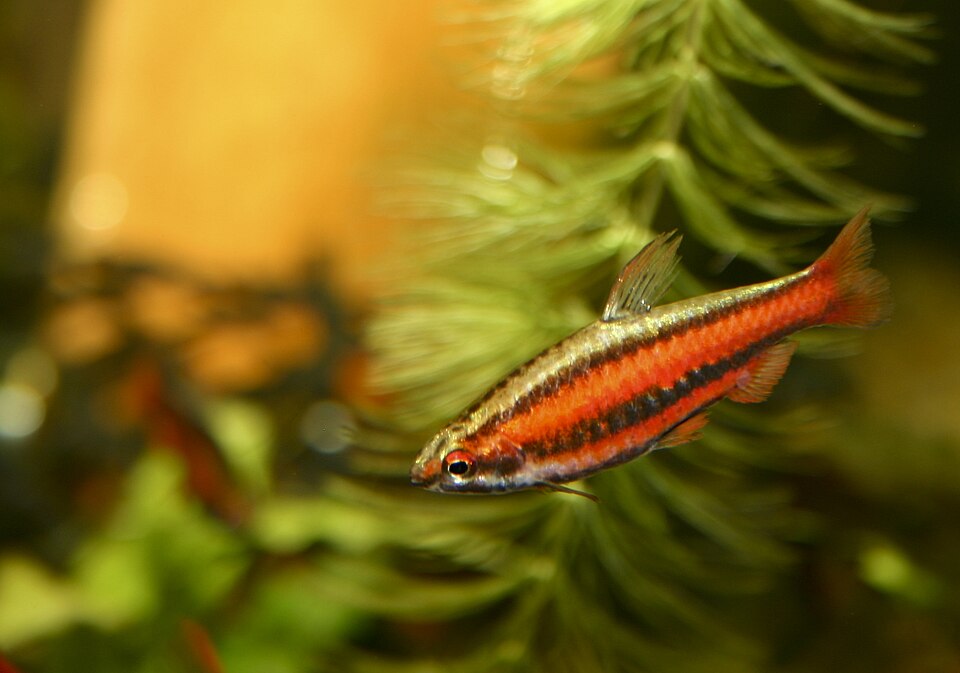 Coral Red Pencilfish
