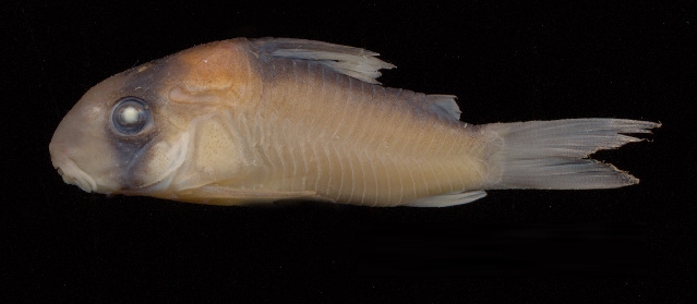 Corydoras Adolfoi