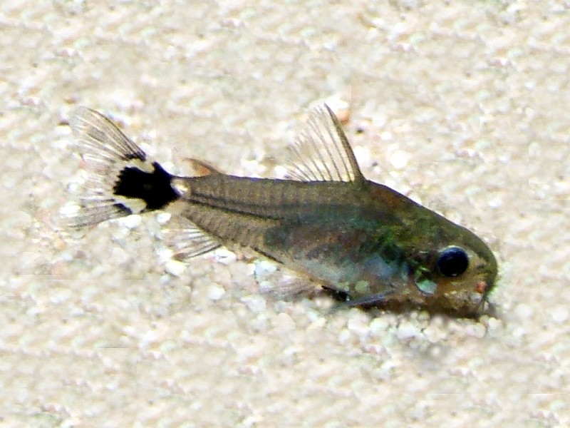 Corydoras Hastatus