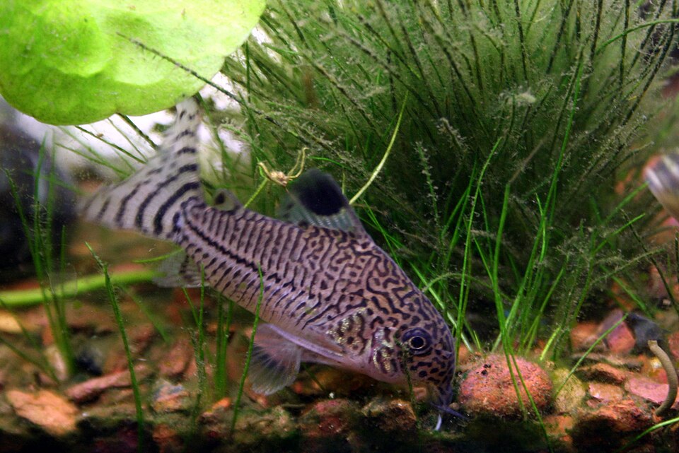 Julii Corydoras