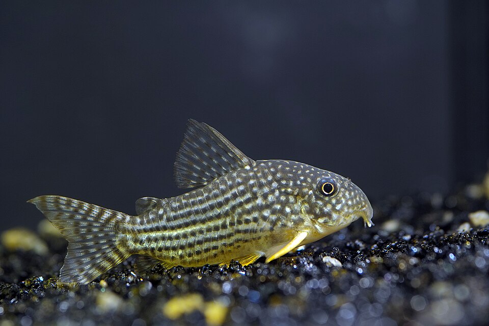 Sterbai Corydoras