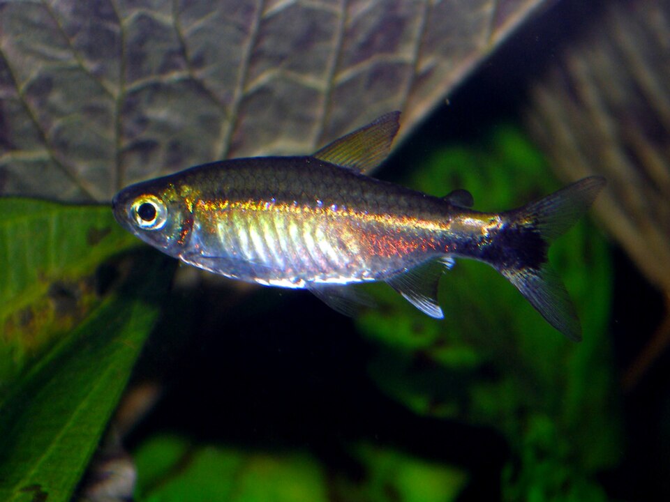 Costello Tetra