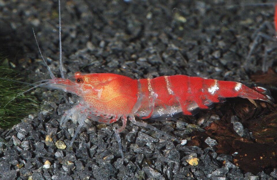 Crystal Red Shrimp