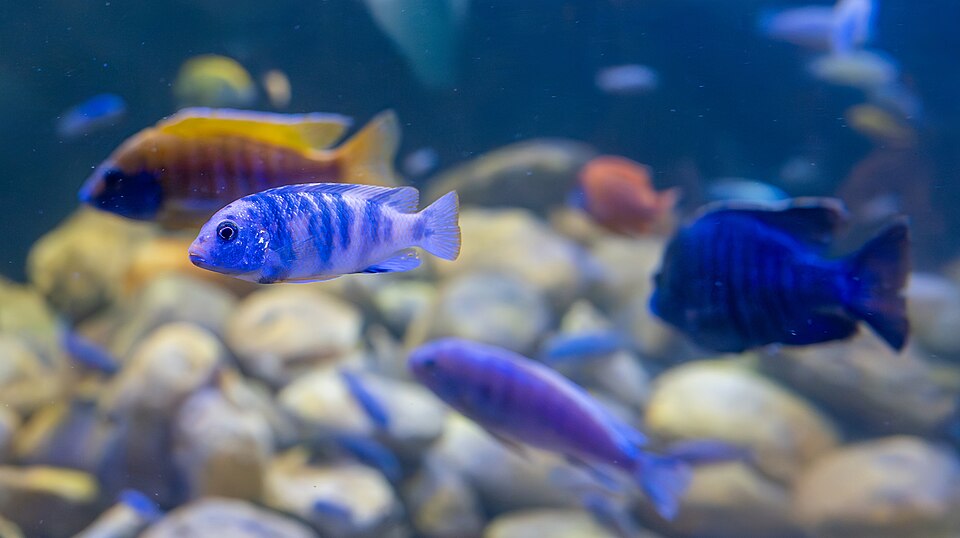 Demasoni Cichlid